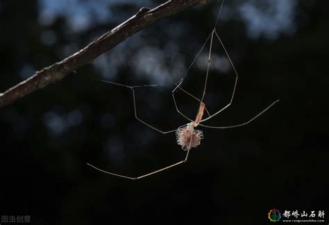 家有小蜘蛛|家中常见的20种蜘蛛(十大常见的室内蜘蛛)